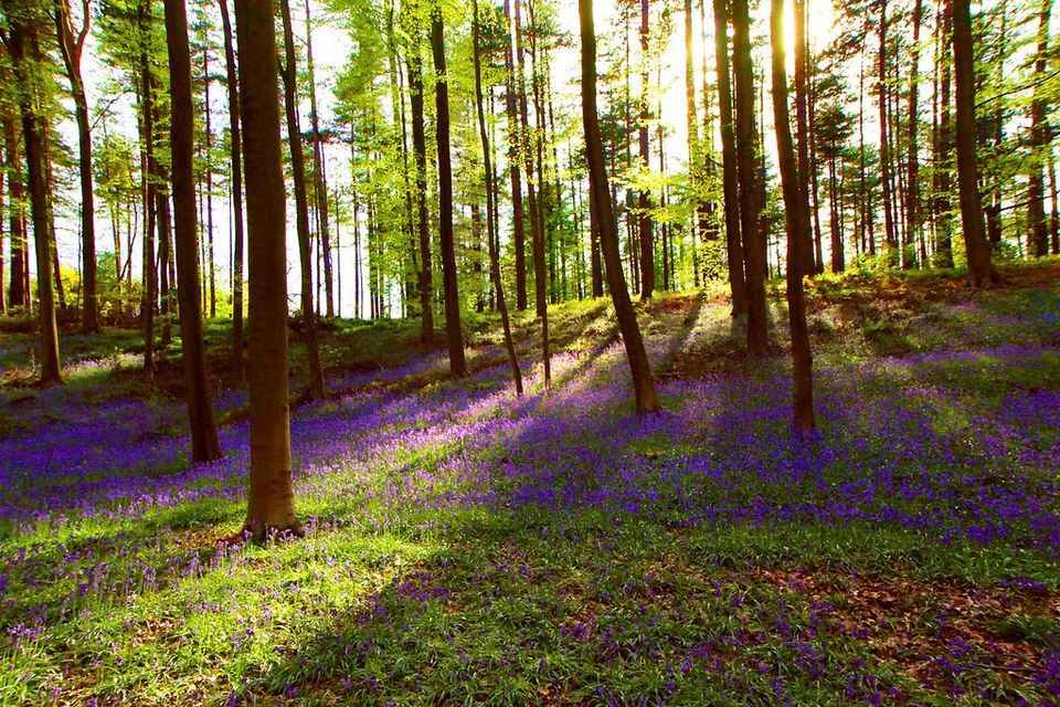 Het terras tussen de bomen